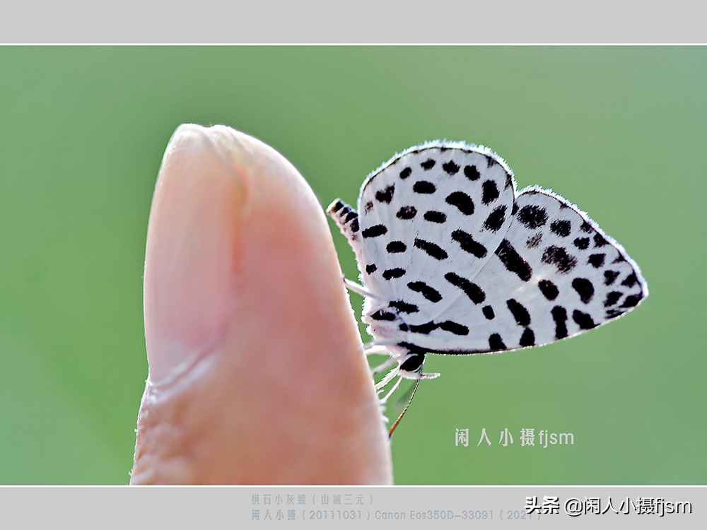 近距离拍摄昆虫小动物,常见昆虫微距摄影活动