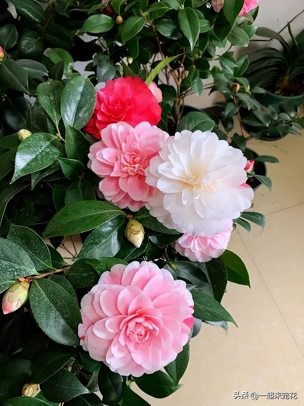 五种花好养易活色泽鲜艳花朵美丽,五种公认超难养的花你家养了几种