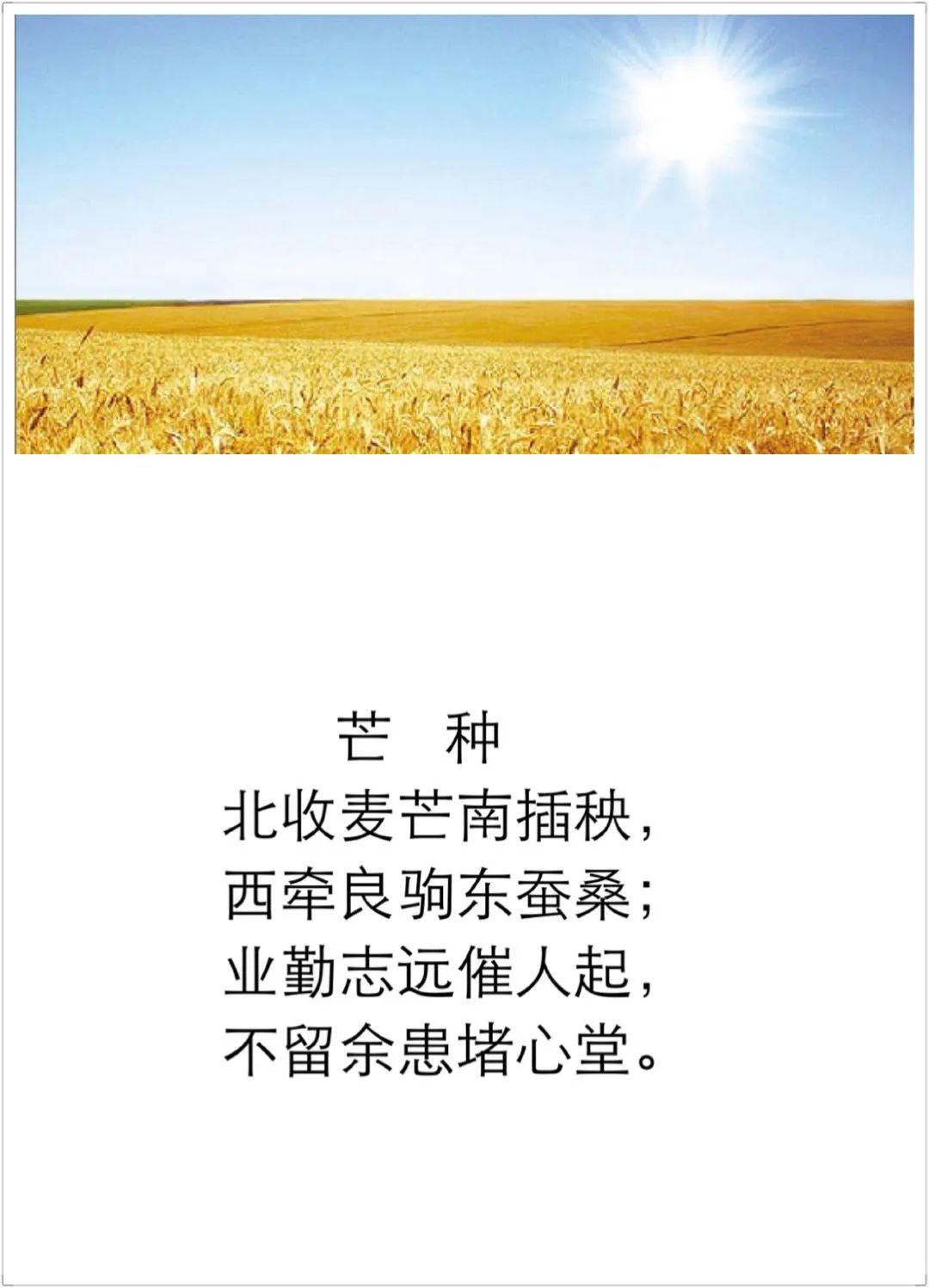 芒种是南方收麦和北方种稻时吗,忆起儿时收麦忙芒种时节杏又黄