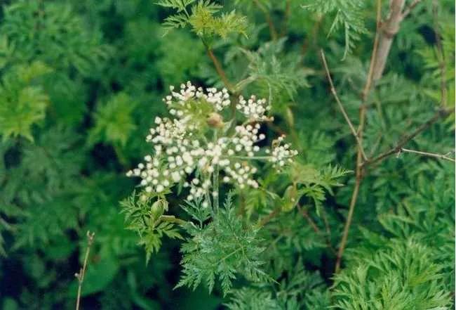 草本史话:古籍《昆虫草木略》的芎窮,茜草,杜若