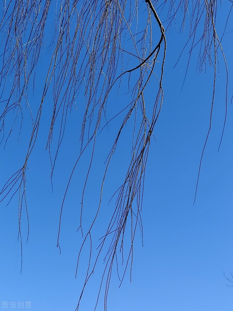 风吹杨柳万千条打一动物,风吹杨柳万千条解析