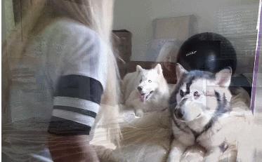 萨摩耶和哈士奇在一起会怎么样,萨摩耶跟哈士奇对比