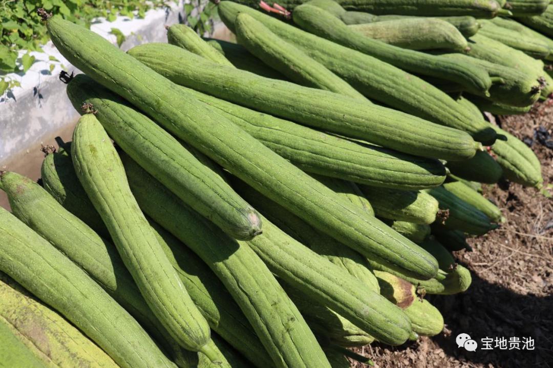 迎来丰收季,丝瓜络丰收