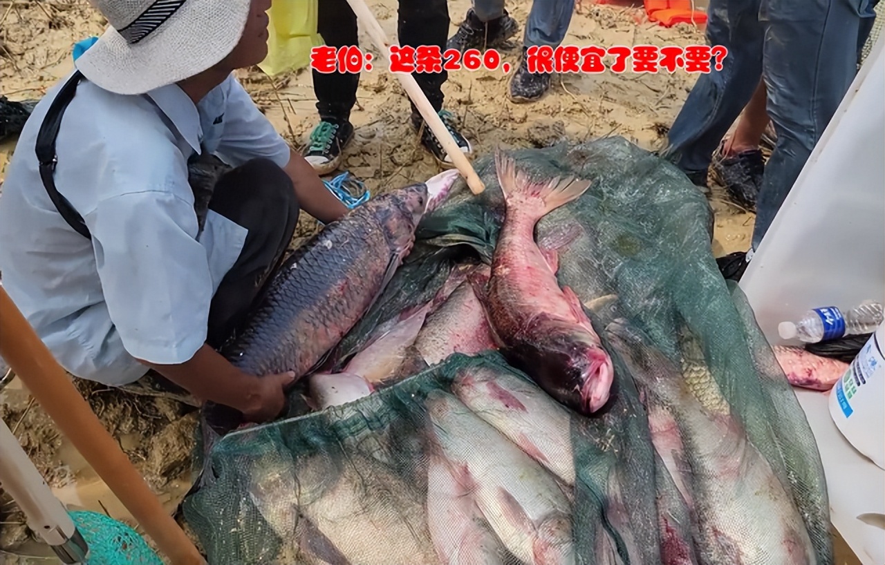 嶂山闸关闸大鱼搁浅，引发“万人捕鱼盛会”，捞条青鱼可卖260元