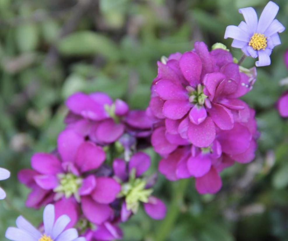 家中驱蚊草,驱蚊草真能赶走蚊子吗