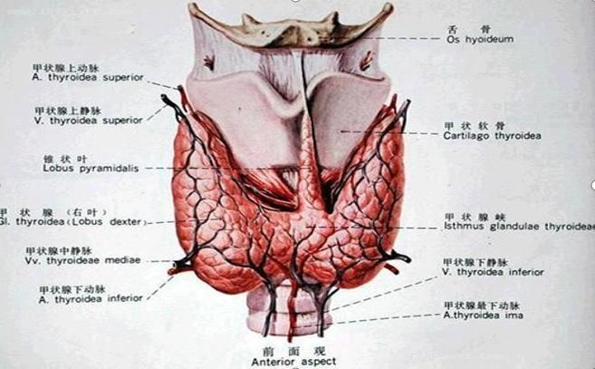 i甲,甲癌全切后复发是什么症状