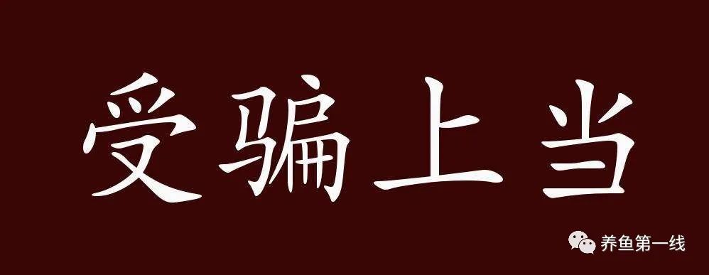 帆布池养殖泥鳅到底行不行,南美白对虾帆布池养殖可靠吗