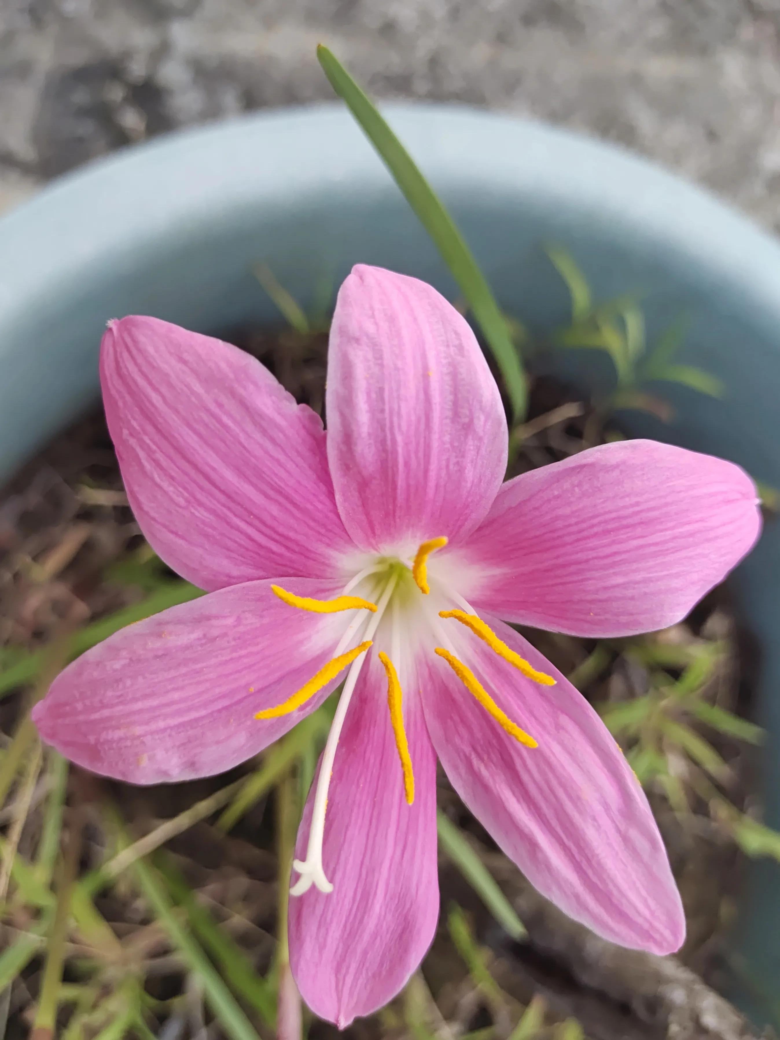 十天不在家里绿植怎么浇水,十天不浇水会死吗