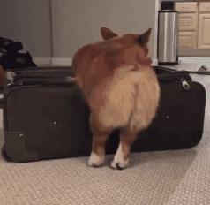 柯基的优点,柯基有几大优点