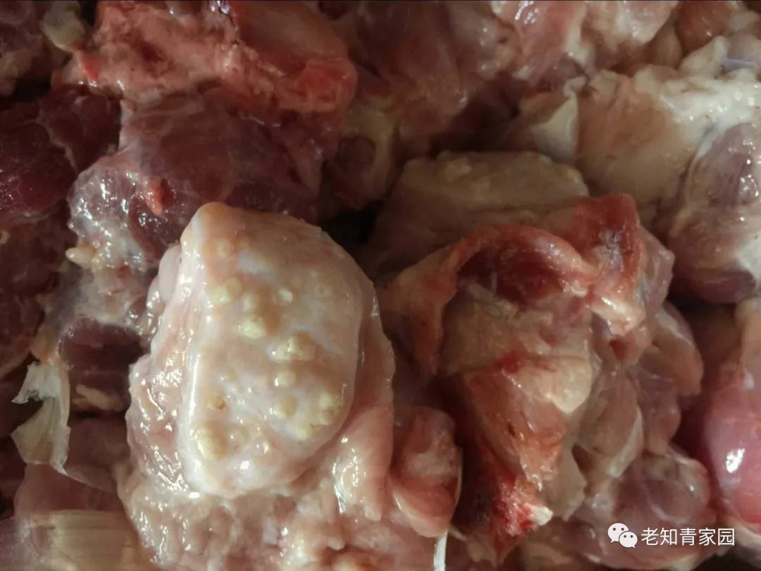 我的苦乐人生——下乡九年的蹉跎岁月