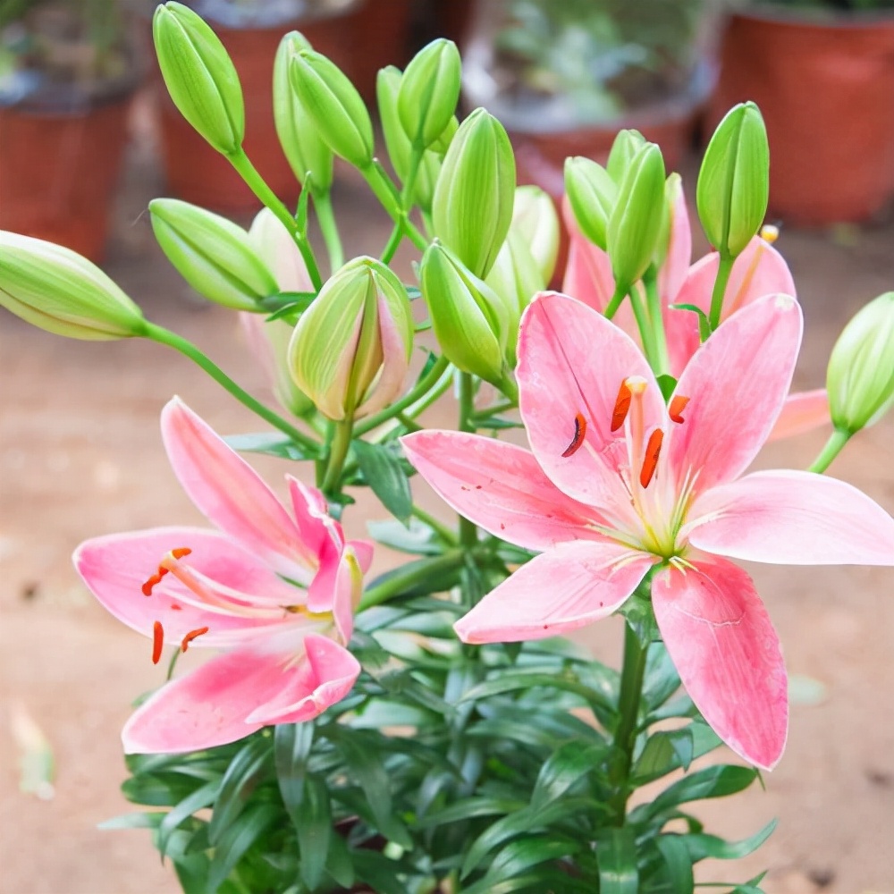 重瓣香水百合的种植时间和方法,香水百合的种植方法和注意事项