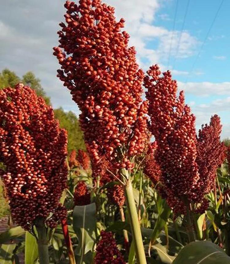 高粱品种图片大全,高粱乌米图片