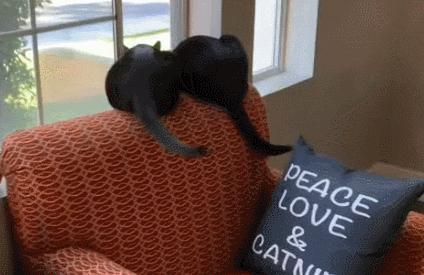 为啥猫咪老用尾巴扇我是不耐烦吗,猫咪一直扇尾巴