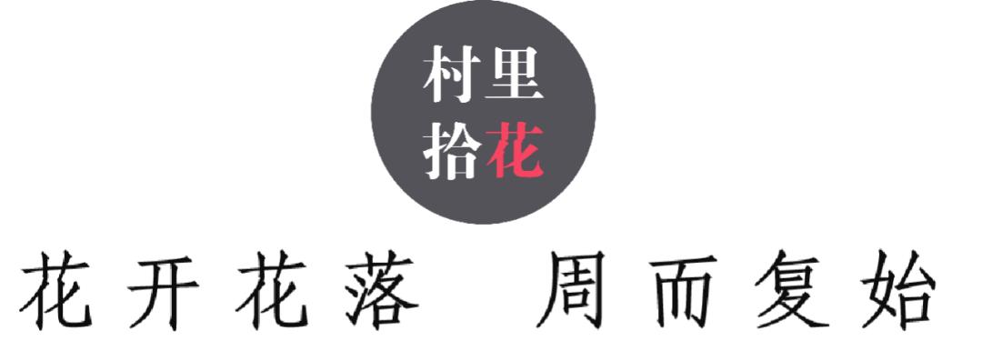 红花酢浆草简介,红花酢浆草喜欢酸性还是碱性土壤