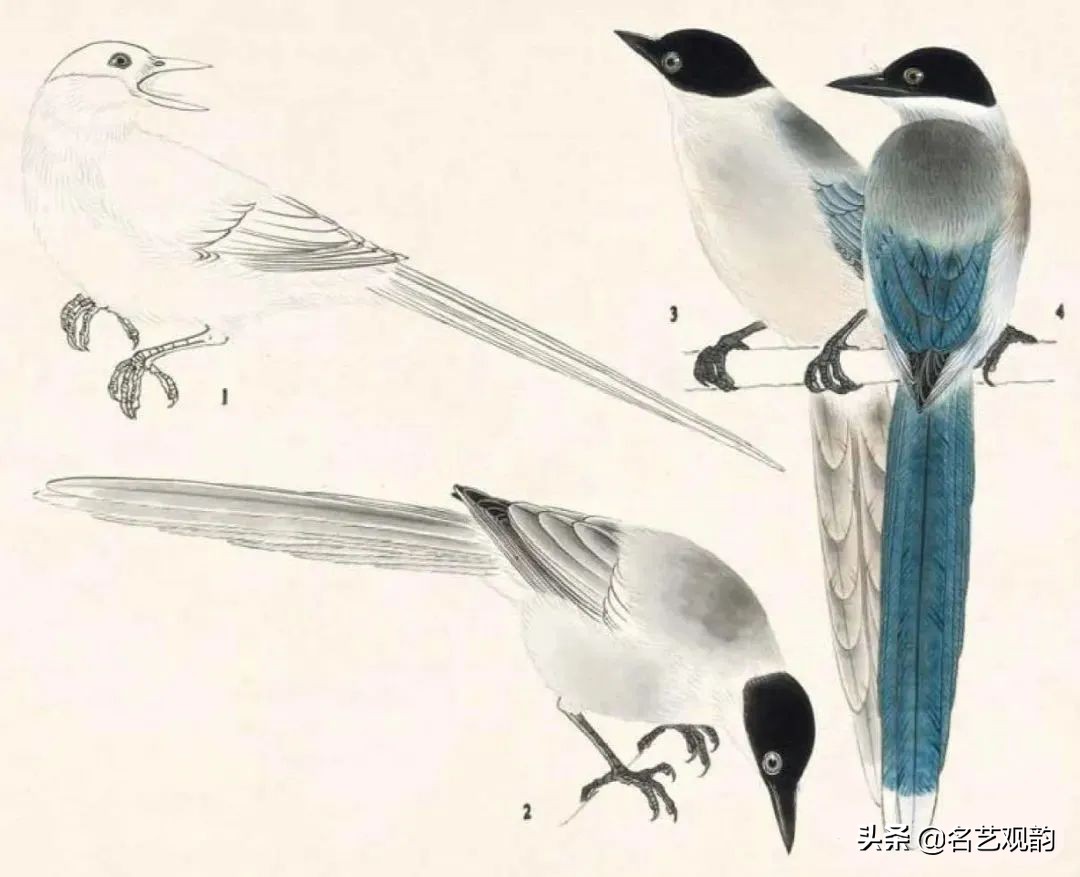 国画禽鸟写意教学视频,工笔禽鸟圆扇图片大全