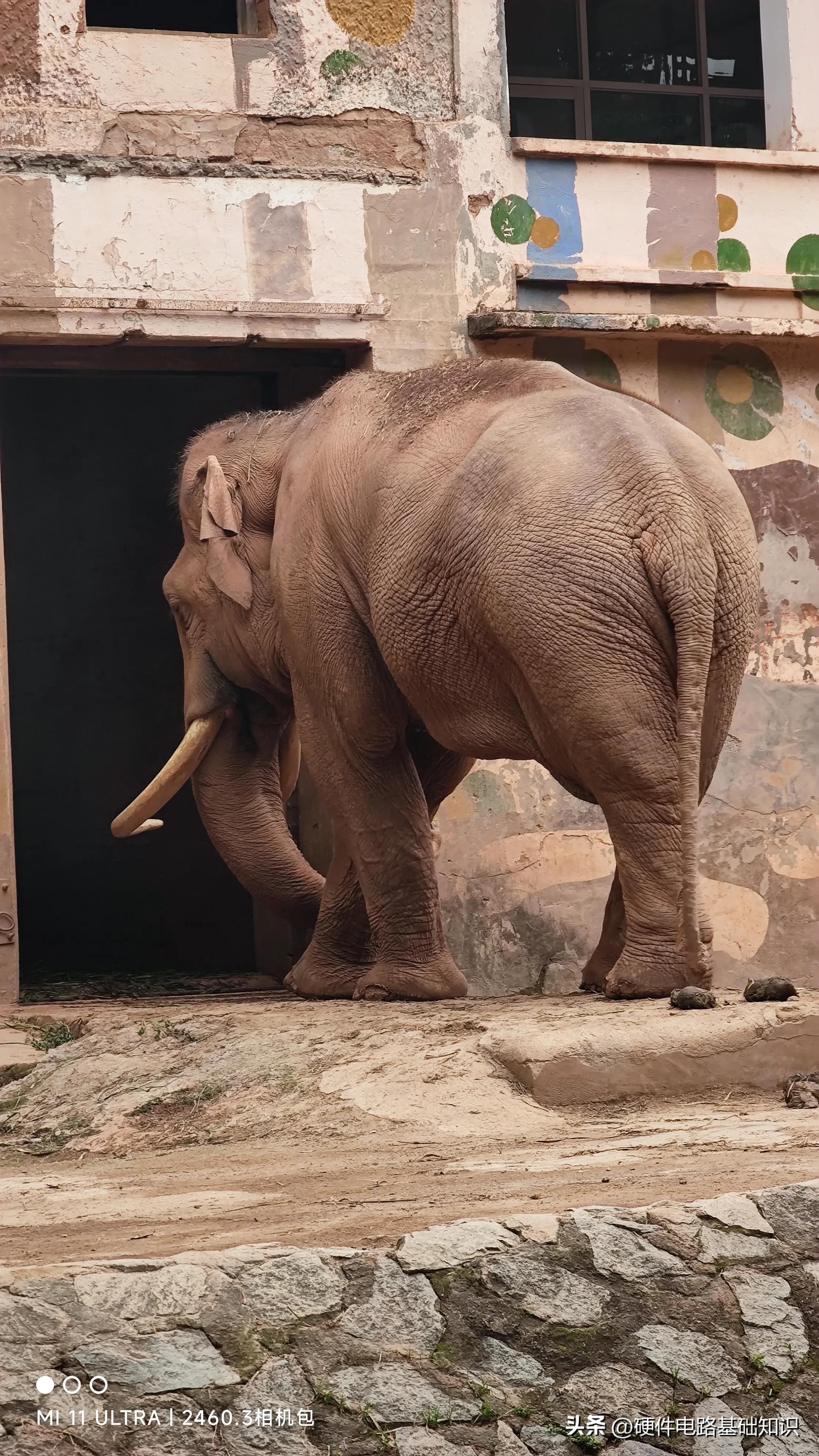 五一广州动物园人挤人的一天,广州动物园有序开放