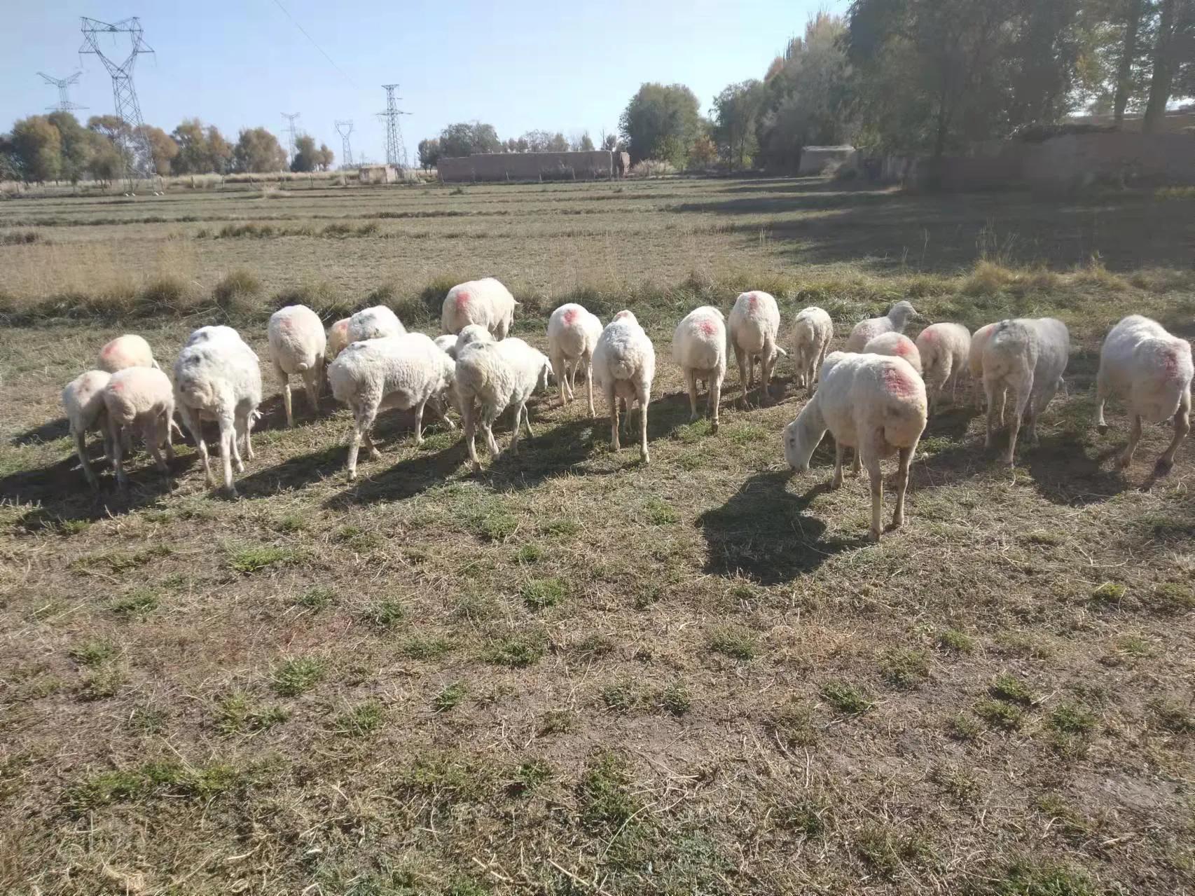 羊价已经开始上涨？道听途说纯属忽悠，看看羊羔的价格就知道