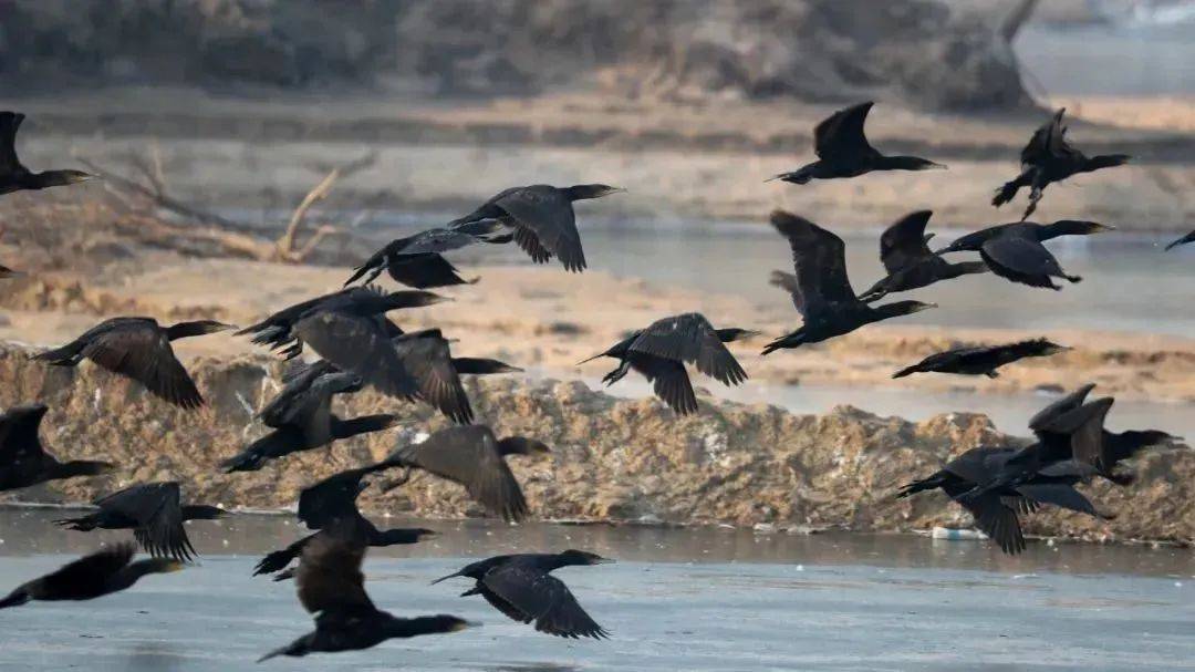 关于大雁的照片,大雁照片图文