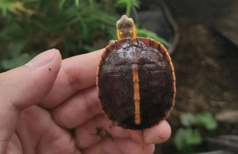 黄缘龟三年90克能分辨出公母吗,三年左右黄缘龟公母怎么区分