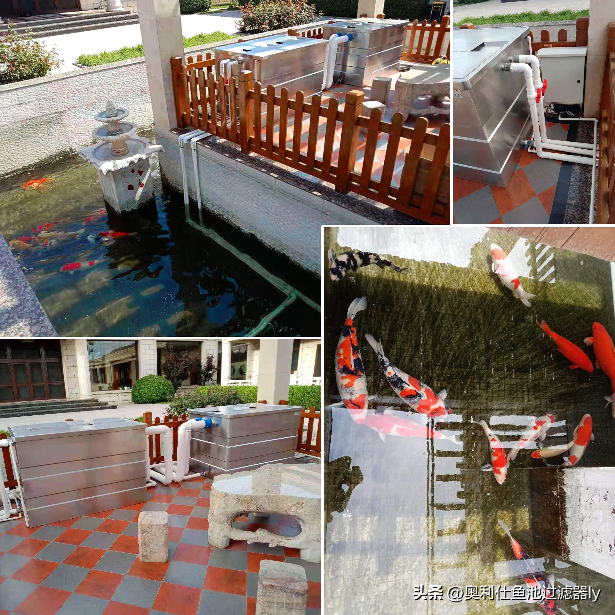 锦鲤鱼缸不喂食可以多久不换水,锦鲤入池三天喂食换水正常吗