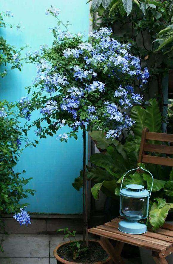 女朋友教你怎么把一根“草”,养成一株“雪女权杖”,美得窒息