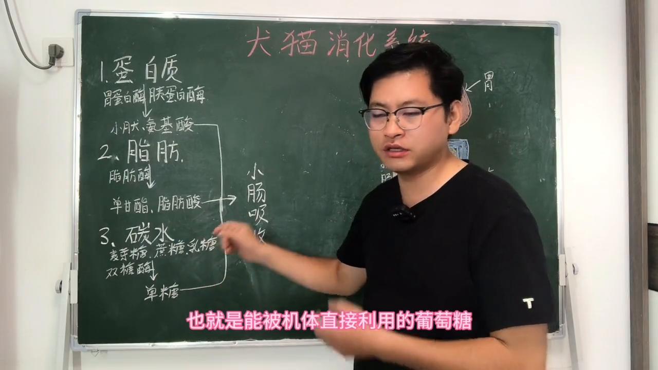 食物是如何被消化的呢,食物是如何被消化的科学实验报告