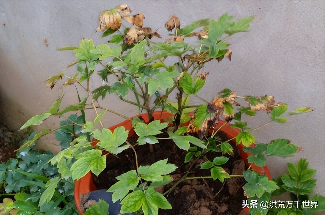 牡丹花用什么肥料好呢,牡丹花不开花只长叶