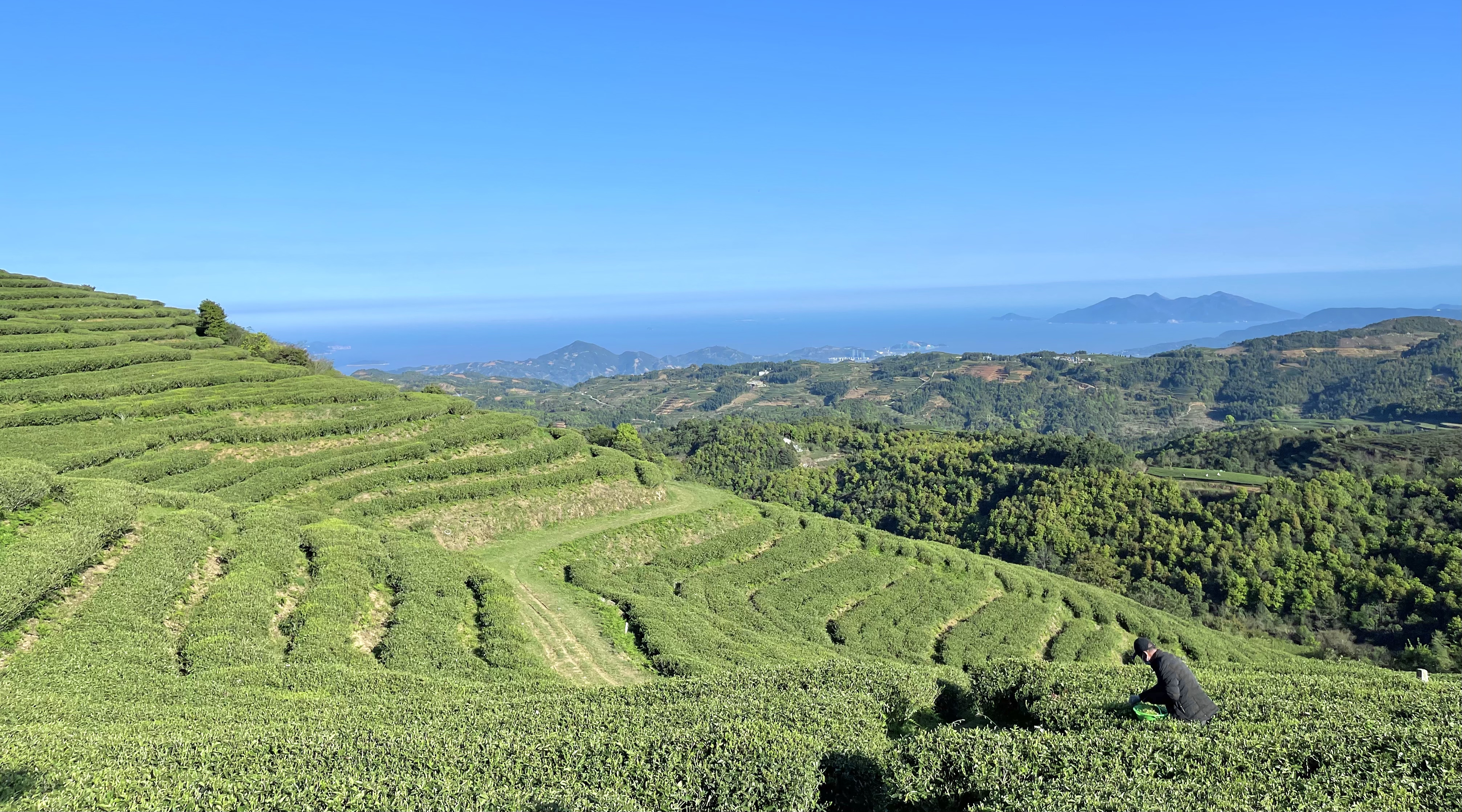 福鼎白茶寿眉如何介绍的,福鼎白茶和寿眉的区别