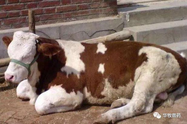 牛苦胆为什么会治便秘,牛便秘最快通便方法