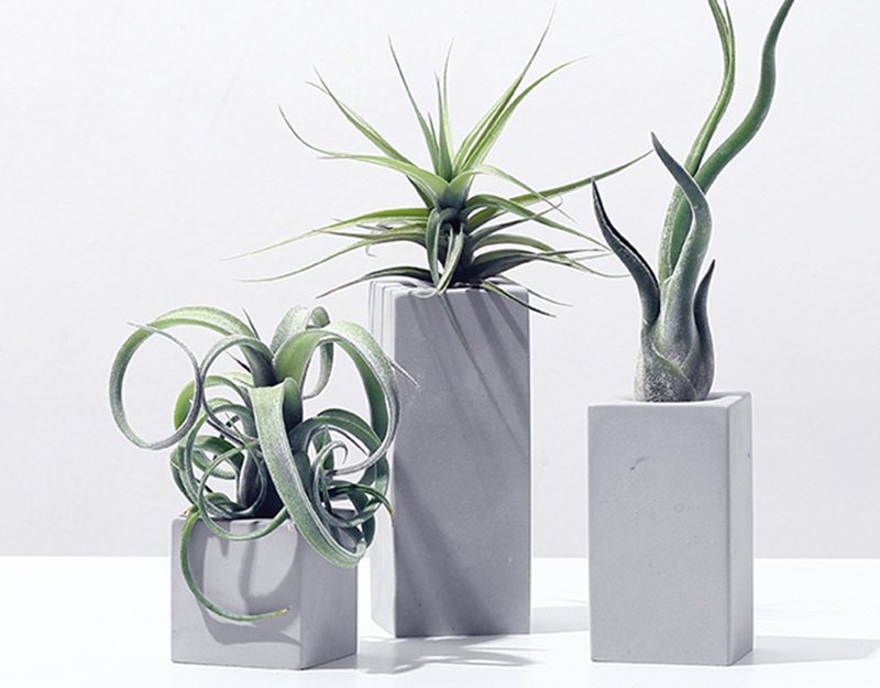 家居必备的几款高颜值中大型绿植,40款超治愈的家居绿植