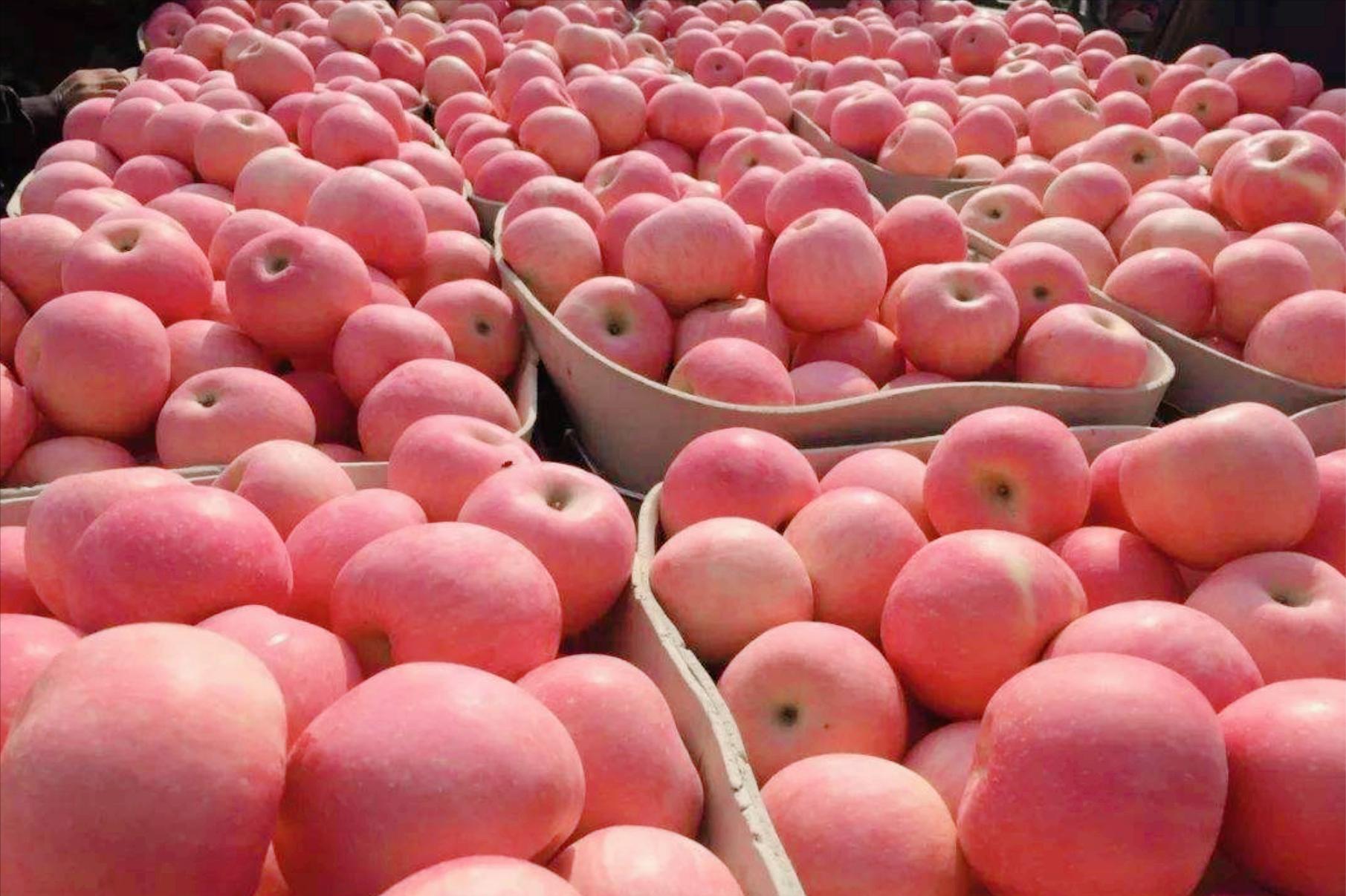 红富士苹果出口哪些国家,南非出产红富士苹果