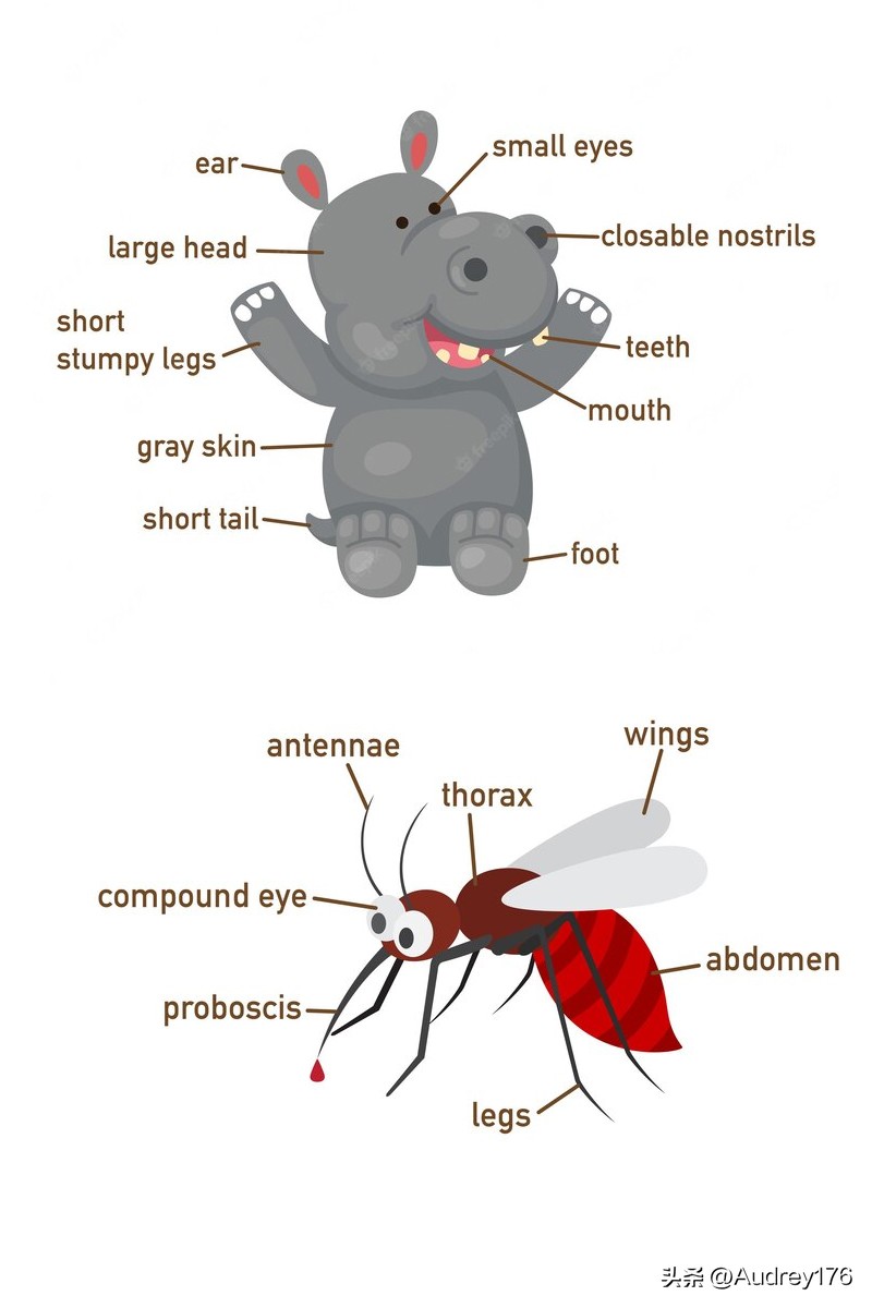 动物部位英语单词,动物身体器官英语单词大全