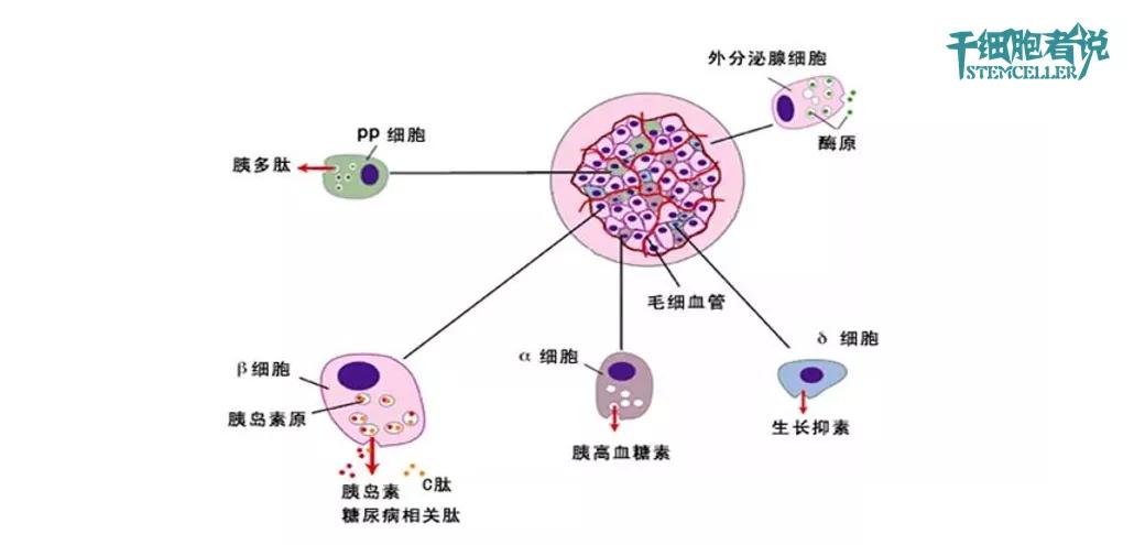 北京协和干细胞治疗糖尿病多少钱,干细胞疗法治疗糖尿病的新进展