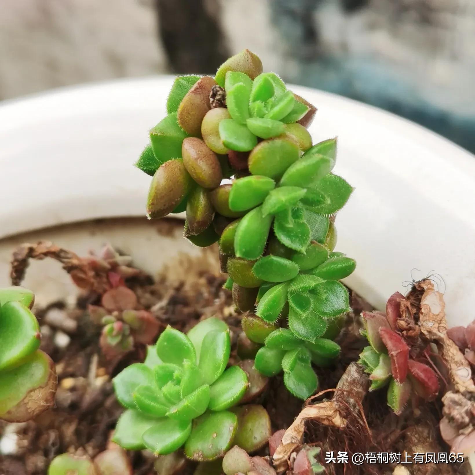 不好也不坏下一句,火焰蒂亚为什么不红