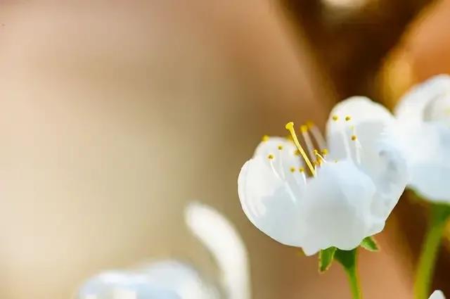 踏青看梨花的诗句,春游赏桃花七律诗