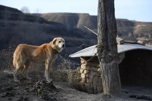 好狗不在家中死,各位主人们,你们知道这背后的原因吗?