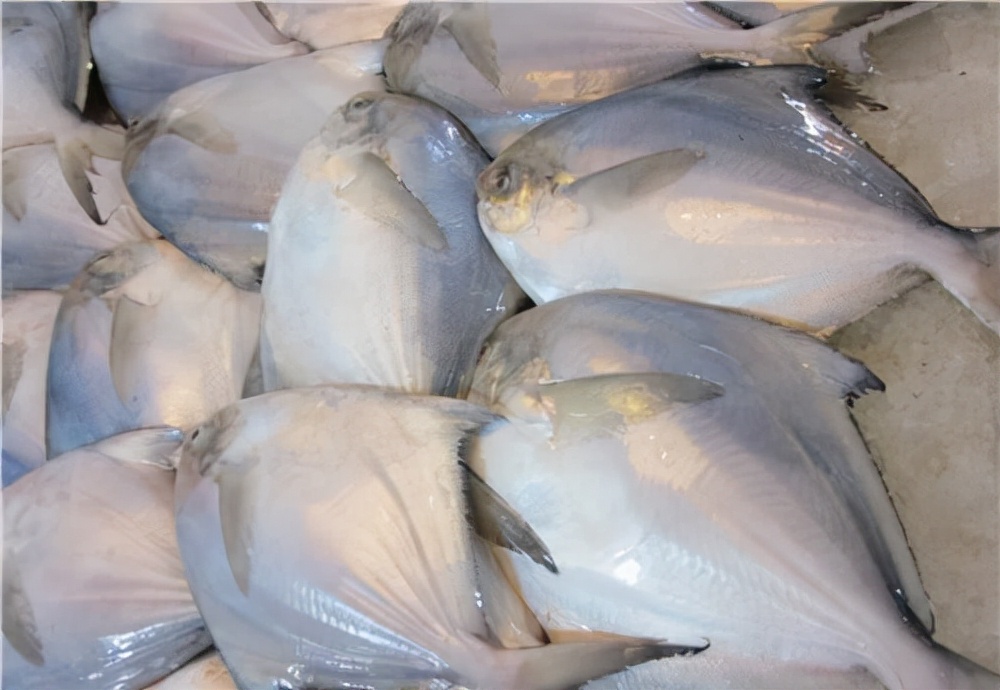 最常见的50种食用鱼吃法和价格,十种常用食用鱼类介绍