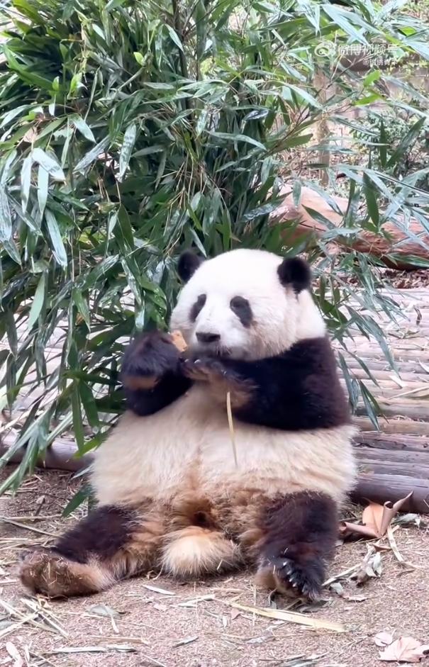 花花：接住谭爷爷给的小苹果，仿佛接住了整个世界。