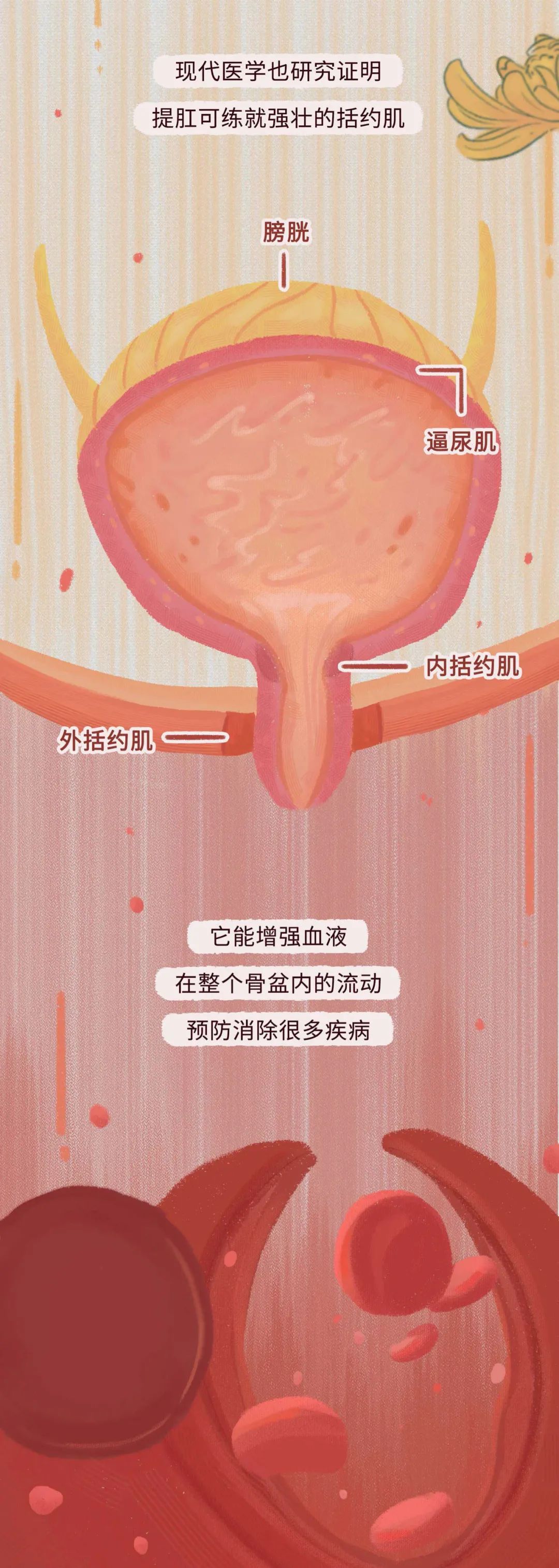 经常“提肛”的男人，到底能有多强？一次性都说清了，别羞于了解
