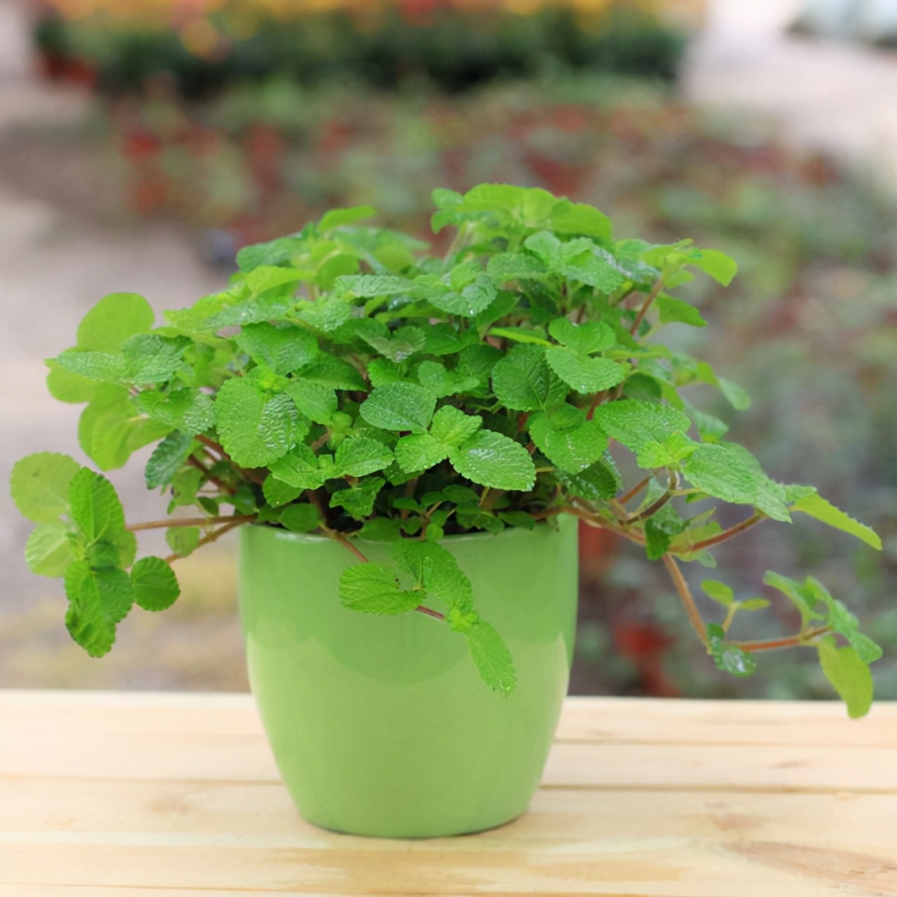 再穷也养花,再穷也要种花