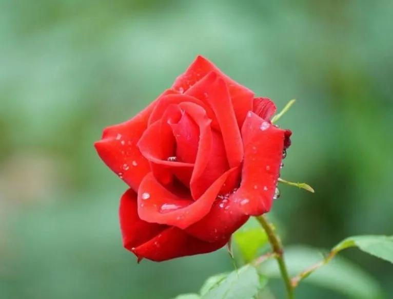 给男朋友送礼物该不该要,2.14需要给男朋友准备礼物吗