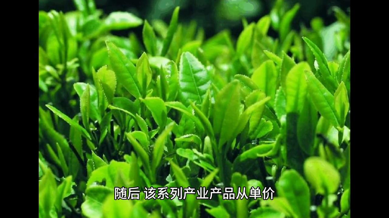 庞氏骗局卖茶,庞氏金融骗局全集