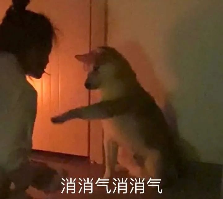 千万别养两只柴犬,千万不要养的狗子