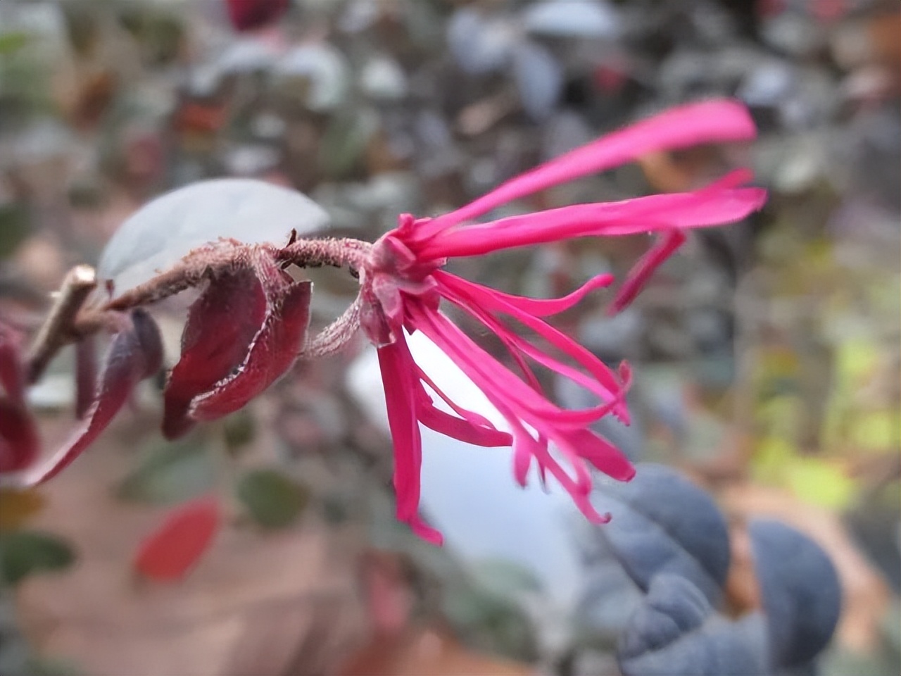 红花檵木的花图片,白花檵木花卉