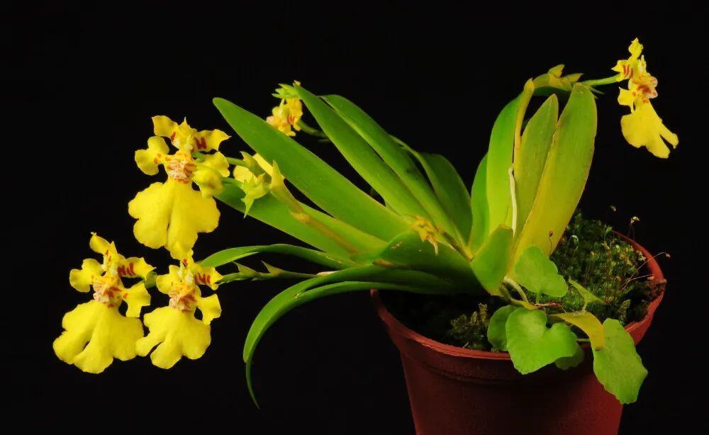 花迷宠，瞬间盛放！获取鲜花秘籍，大型或迷你？任你选择！