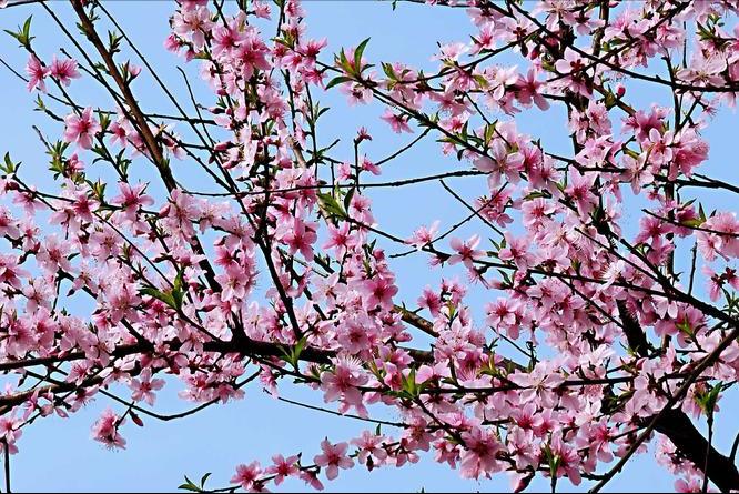 古诗词经典临江仙名篇,临江仙最出名的诗