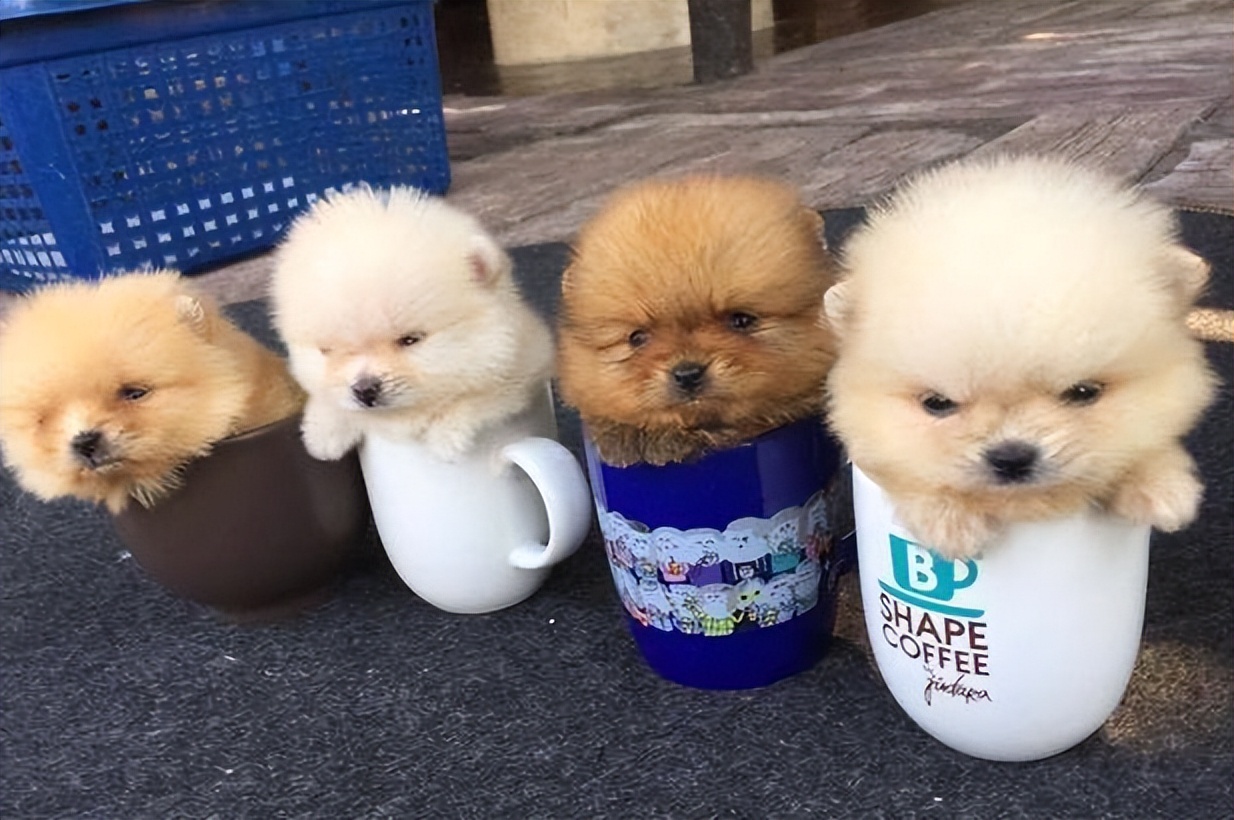 巴哥犬最大的特点,巴哥犬的3个优点和4个缺点