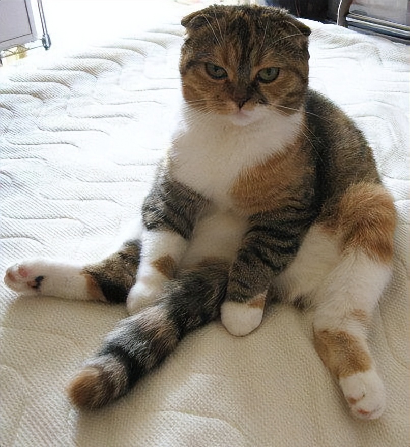 猫咪和人类相处得很好的原因,当猫和人类一起生活久了