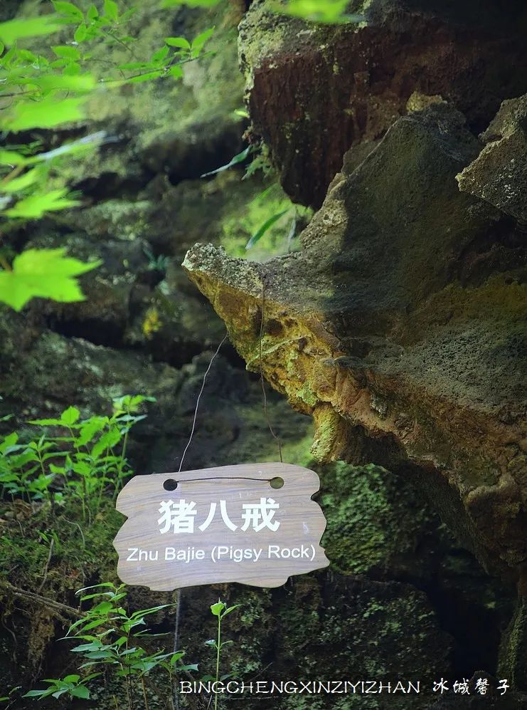 火山口国家森林公园与地下森林,清凉度夏探秘地下森林