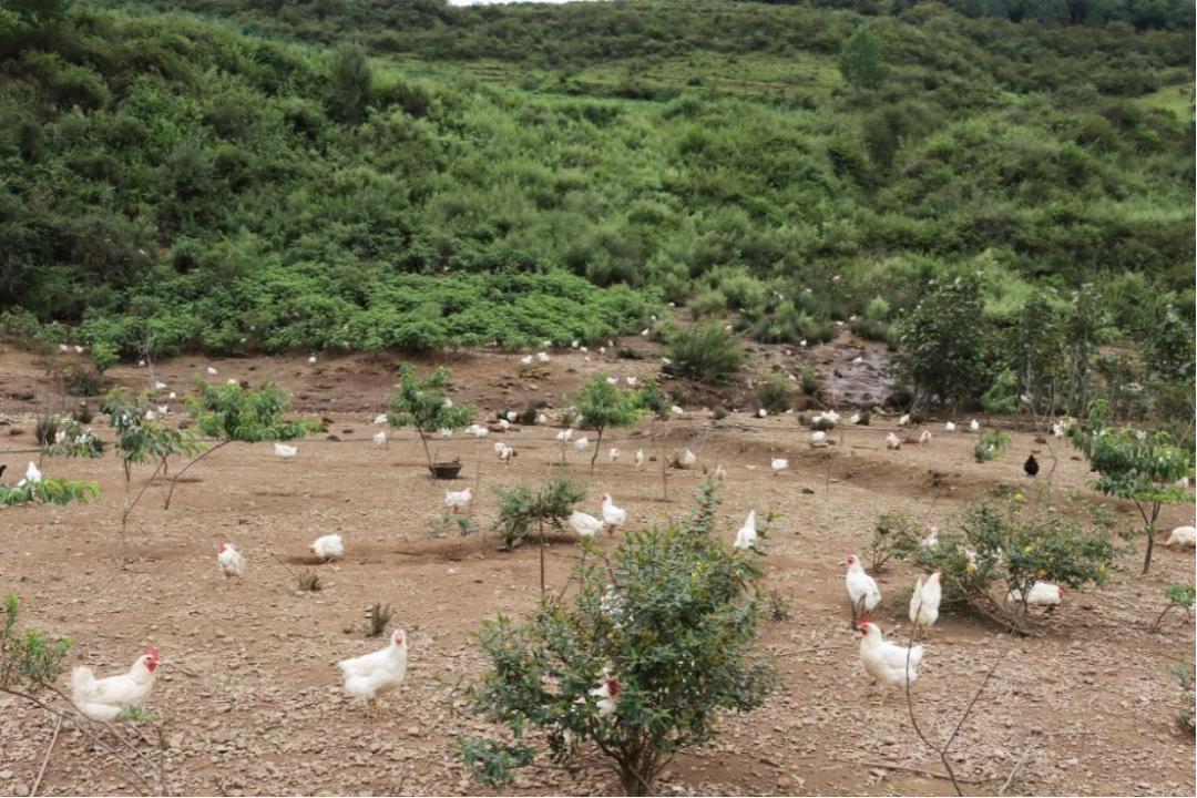 东西部协作助力乡村振兴,东西部地区协同发展项目